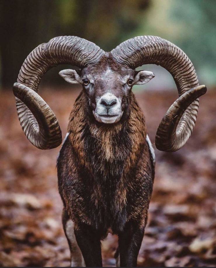 mouflon sheep