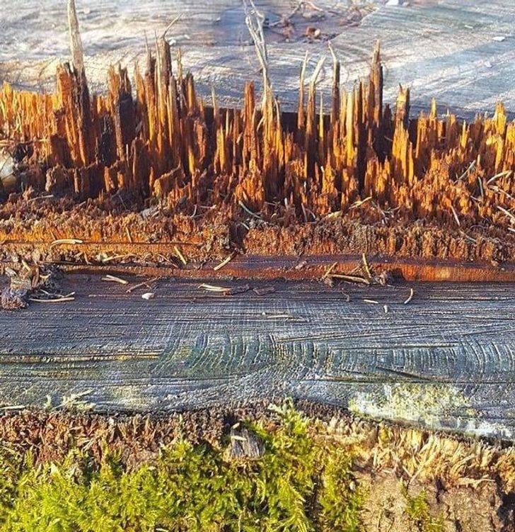 “This part of a tree stump looks kind of like a miniature wooden metropolis.”