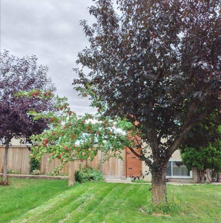 “This tree in my neighborhood has 1 branch of an apple tree and the rest of it is normal.”