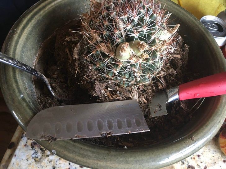 “My husband used my favorite knife as a garden tool.”