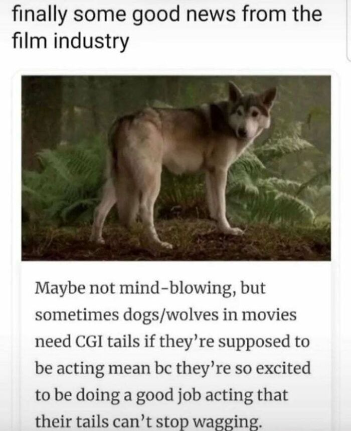 Arya Stark - finally some good news from the film industry Maybe not mindblowing, but sometimes dogswolves in movies need Cgi tails if they're supposed to be acting mean bc they're so excited to be doing a good job acting that their tails can't stop waggi
