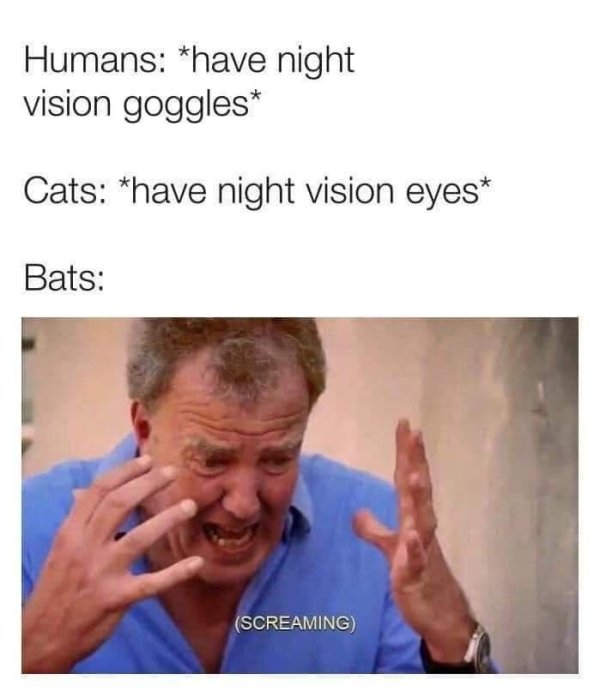 jaw - Humans have night vision goggles Cats have night vision eyes Bats Screaming
