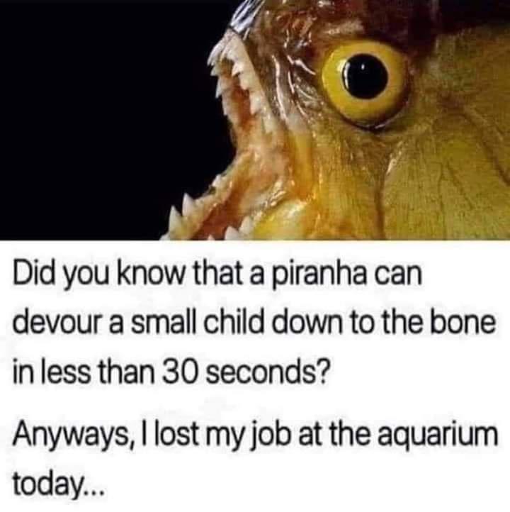 freshwater animals - Did you know that a piranha can devour a small child down to the bone in less than 30 seconds? Anyways, I lost my job at the aquarium today...