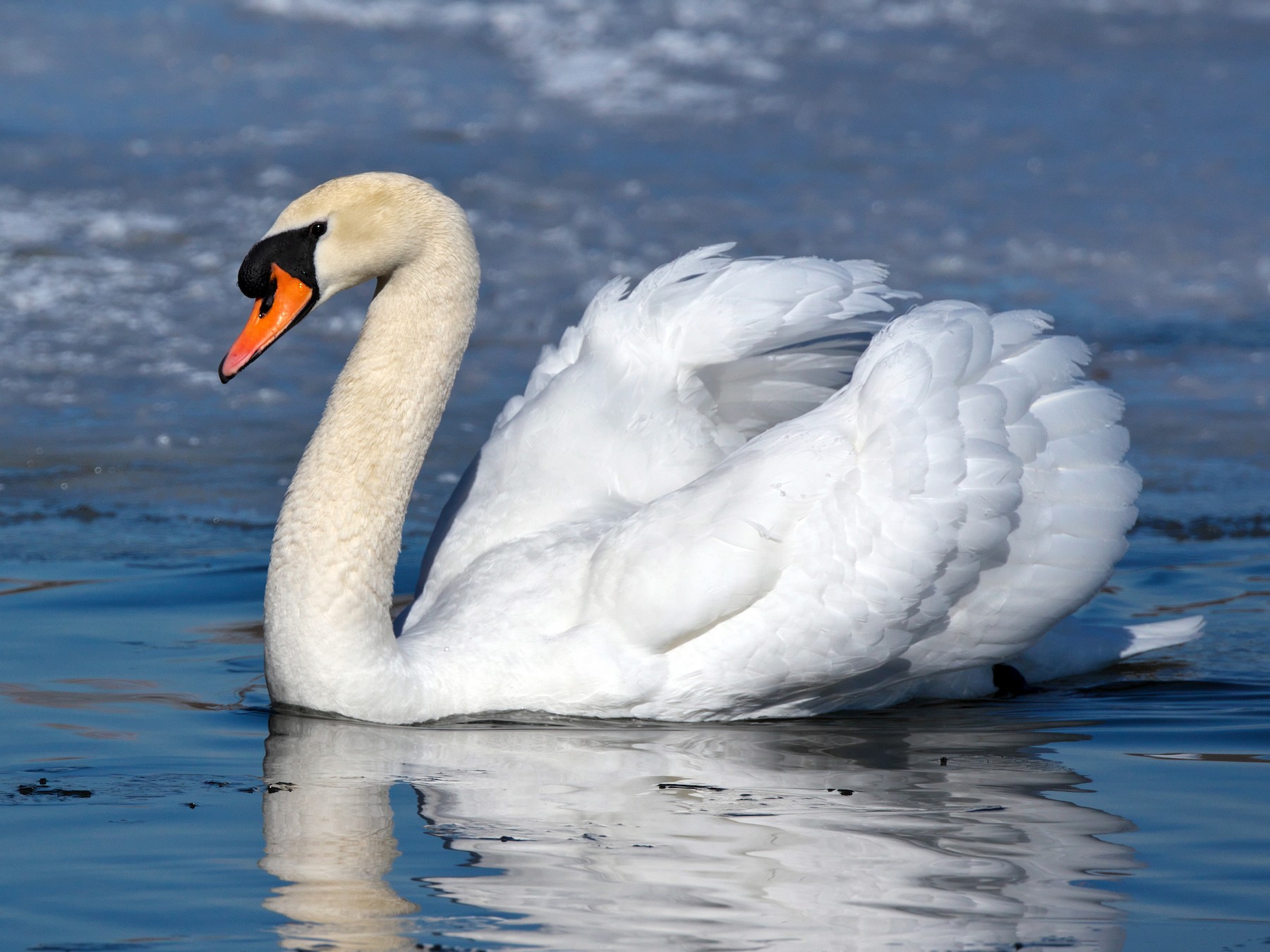 swan bird