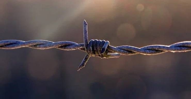 Barbed wire