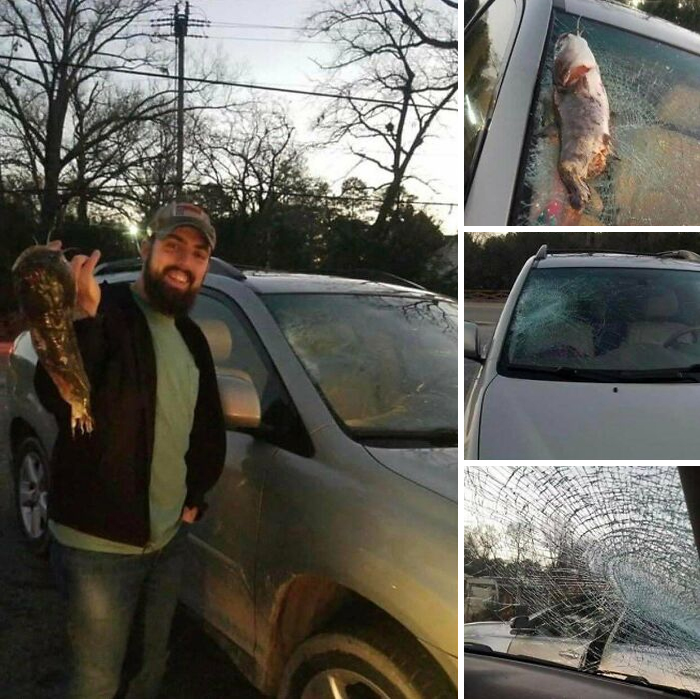 Bird Dropped A Catfish Onto Car Windshield