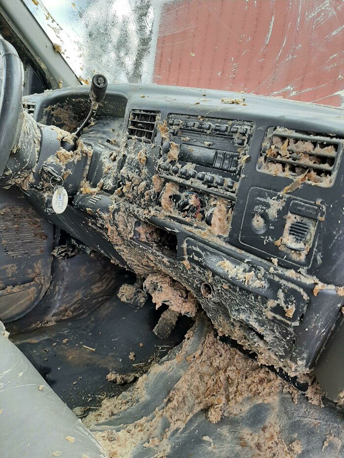 My Dad's Old Truck Got Hit By A Truck Carrying Old Rotten Potato Slurry To A Feed Lot For Cows. His Passenger Window Was Down