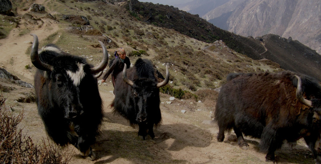 Herding yak with a drone takes the cake for me. They run from it, and oddly fear it. Which is surprising considering they have literally zero aerial predators. We only did it a few times because it really makes them uneasy, and doesn't treat them well. But it is very effective and easy, and you can herd them from over 1/2 a mile a way from inside the house.