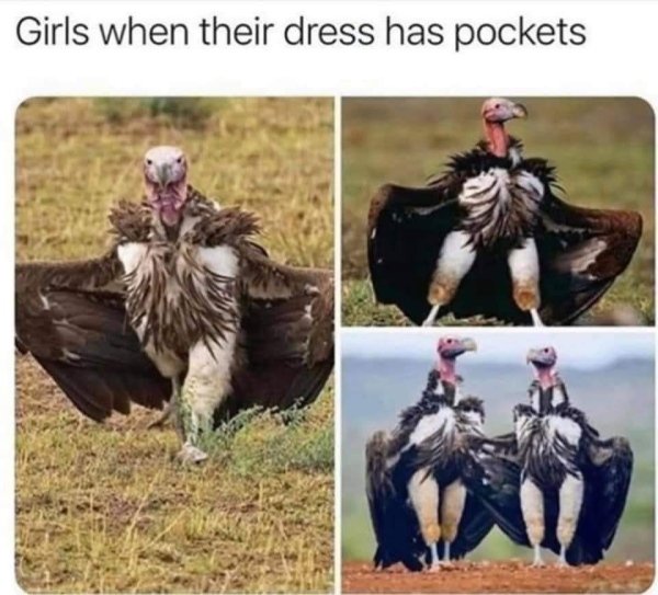 funny evening memes - Girls when their dress has pockets