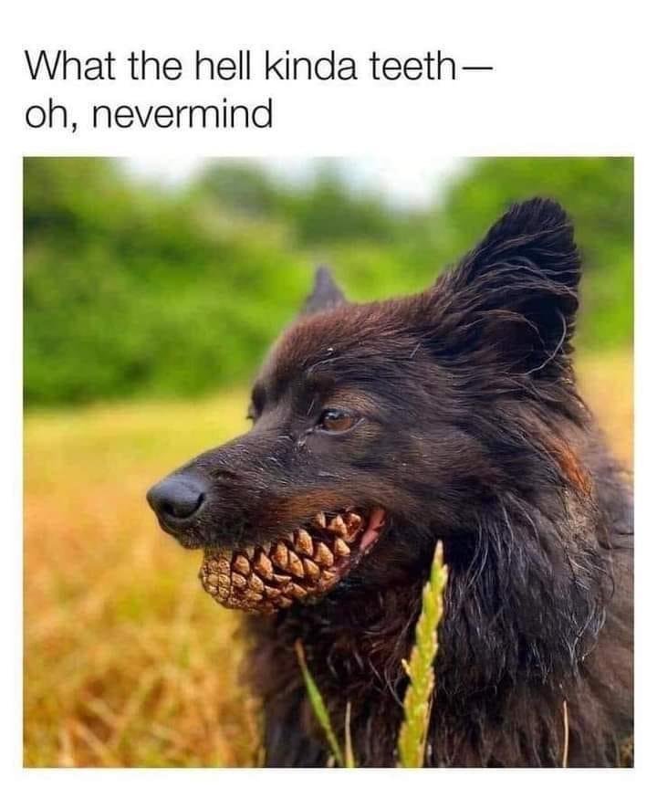 demon dog meme - What the hell kinda teeth oh, nevermind