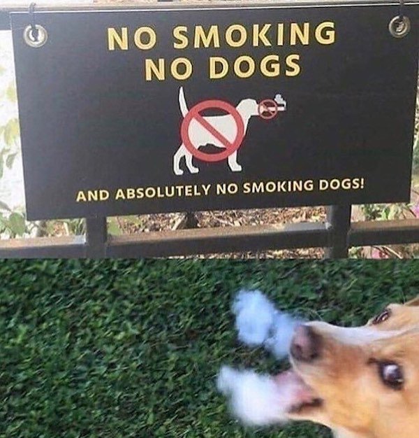 no smoking no dogs and absolutely no smoking dogs - No Smoking No Dogs And Absolutely No Smoking Dogs!