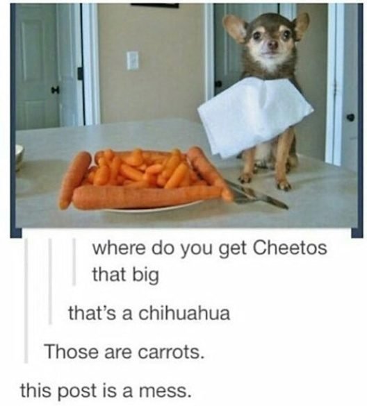 chihuahua carrots - where do you get Cheetos that big that's a chihuahua Those are carrots. this post is a mess.