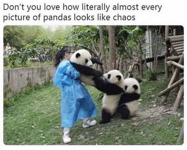 panda memes - Don't you love how literally almost every picture of pandas looks chaos