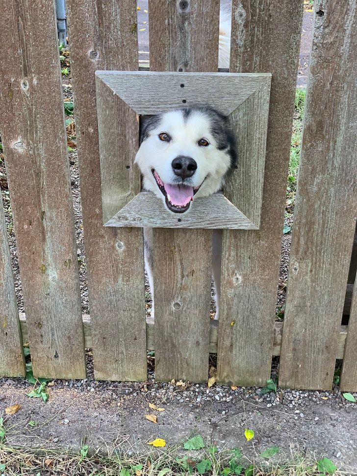feel good pics - dog poking head through fence