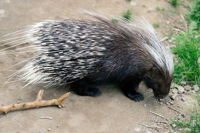 I once had a brain fart and forgot that porcupines were animals. I was hanging out with my family and my niece mentioned that her favorite animal was a porcupine, and I laughed for a good long time before explaining to her that porcupines weren't animals. I'd gotten them mixed up with pine cones.

I have a graduate degree. My niece was maybe 6 at the time. She schooled me.