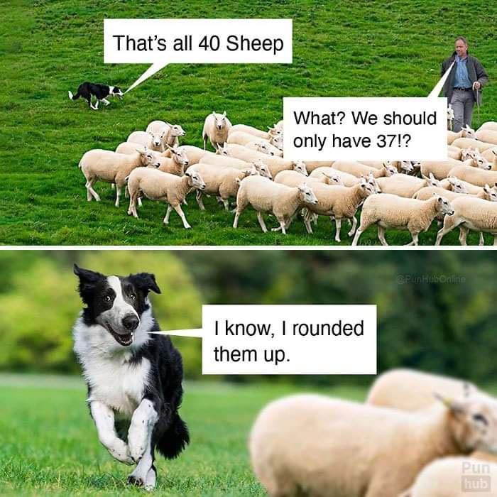 pun hub - That's all 40 Sheep What? We should only have 37!? expunhub mine know, I rounded them up. Pun hub