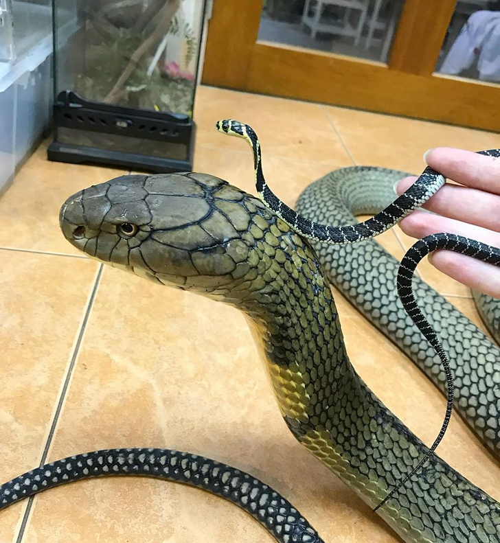 A baby snake compared to an adult snake of the same species