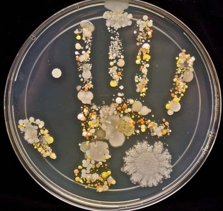 Microbes left behind from the handprint of an 8-year-old boy after playing outside