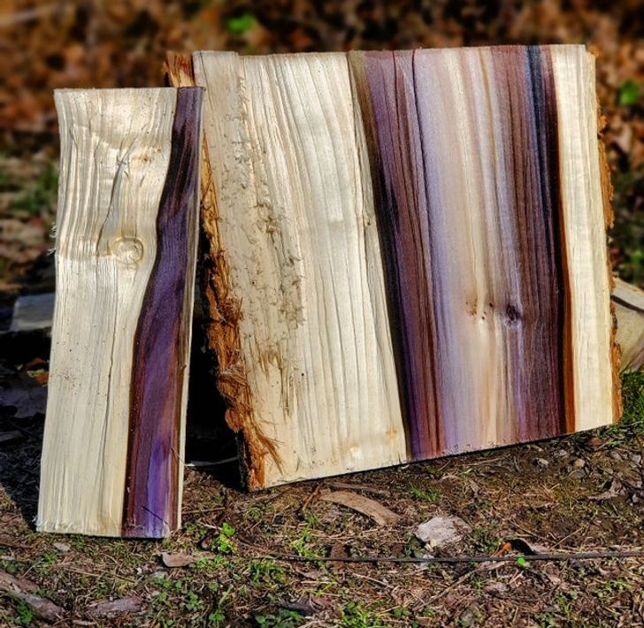 “Found these beautiful colors hiding inside a piece of wood.”