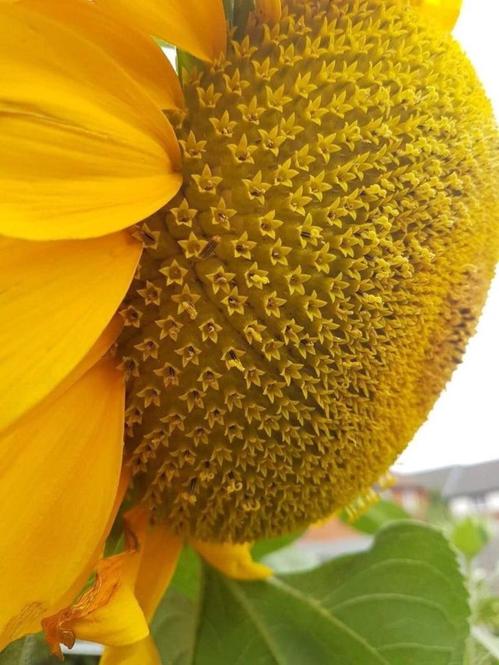 Sunflowers are actually made up of hundreds of smaller flowers in near-perfect symmetry.