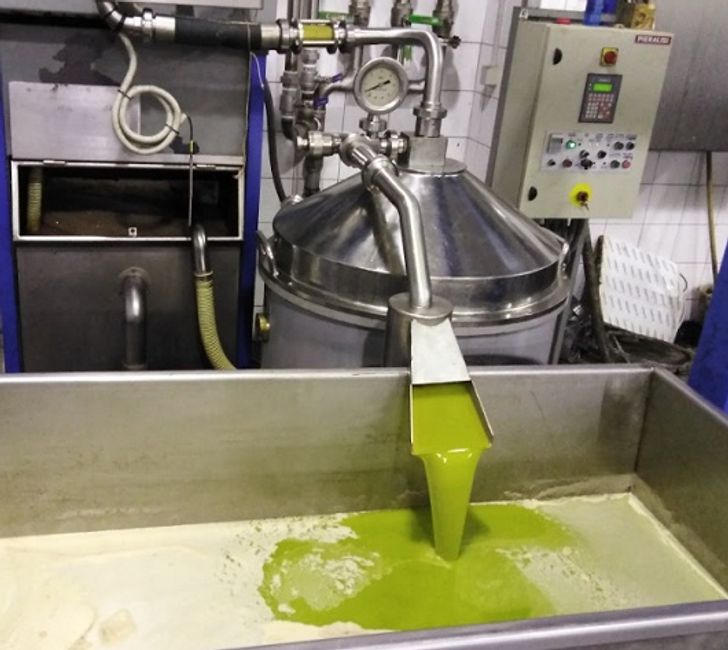 This is what olive oil looks like right after it’s squashed from olives.