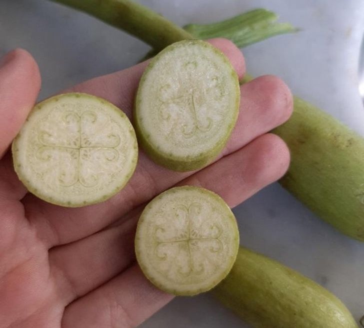 A drawing inside a zucchini