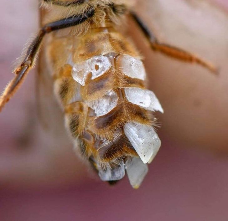 The way bees produce wax