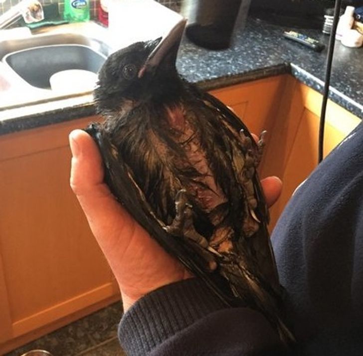 “Came home to find my dad drying a crow with a hairdryer.”