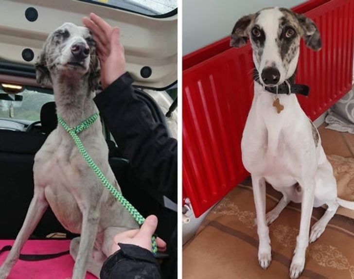 Left: Otis first arriving at the shelter. Right: Otis adopted, cleaned by his new owners, and being a good boi.