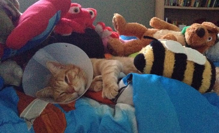 “Our 4 year old wanted to make sure our cat was comfortable after going to the animal hospital.”