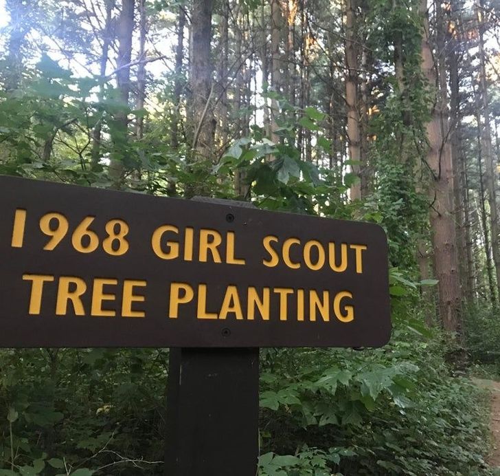 The trees the girl scout planted in 1968 is now a big forest.