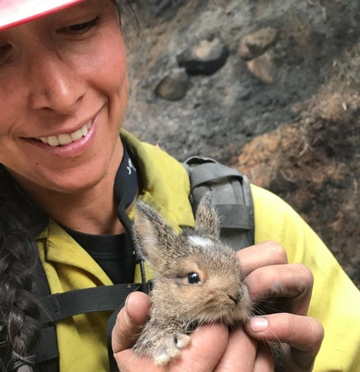 “Saving forest bunnies from fires”