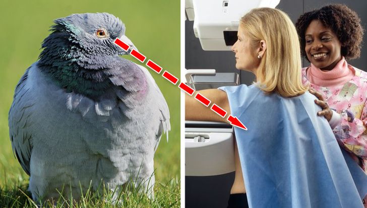 fun facts - pigeons breast cancer