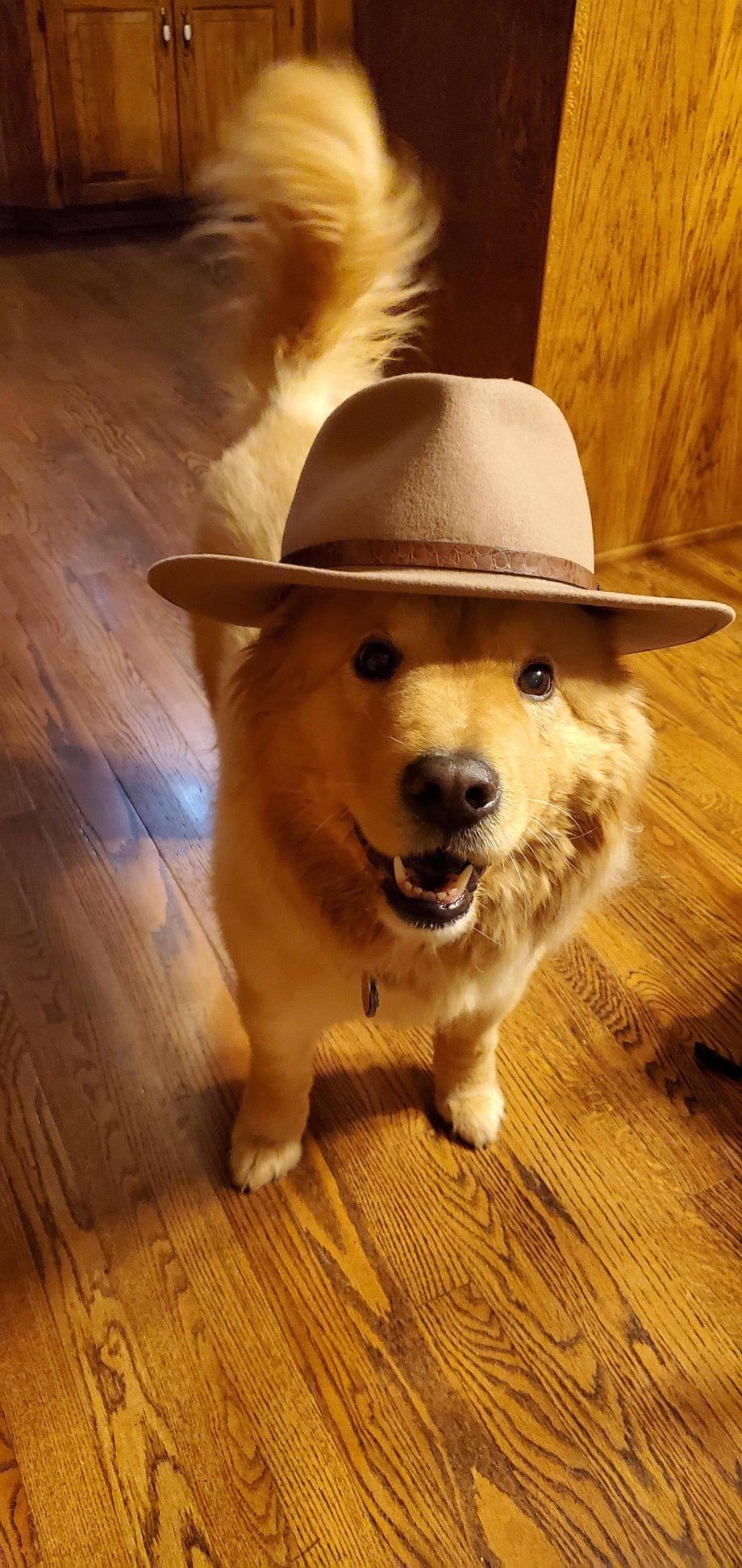dog wearing a hat