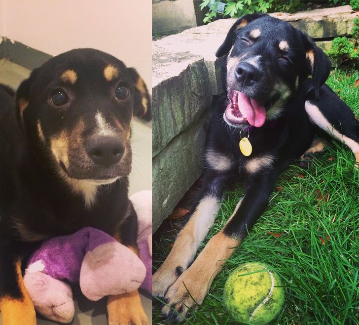 “This is my boyfriend’s new 4-month-old pup, Phoebe, before and after adoption. Sometimes changes bring so much happiness!”