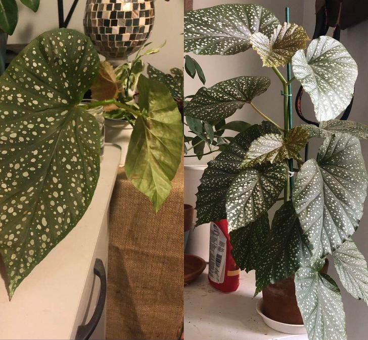 “The left picture was shot almost a year ago, and the right is that very plant today!”