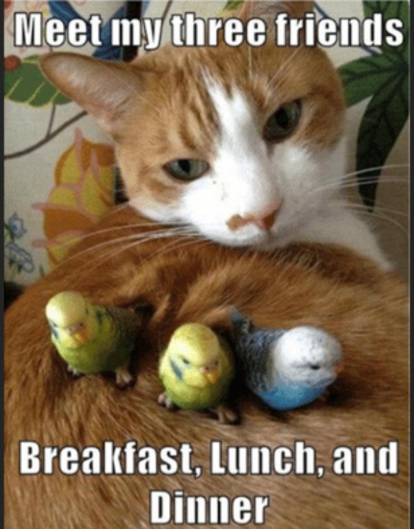 funny cat posts - Meet my three friends Breakfast, Lunch, and Dinner