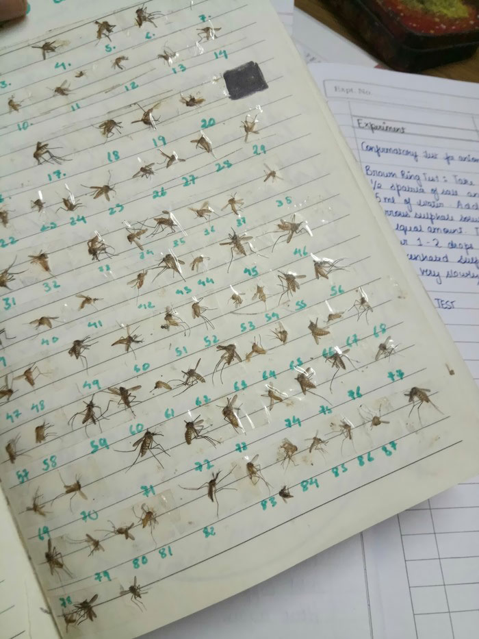 Girl Collects Every Mosquito She's Ever Killed