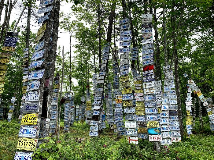 License Plate Forest