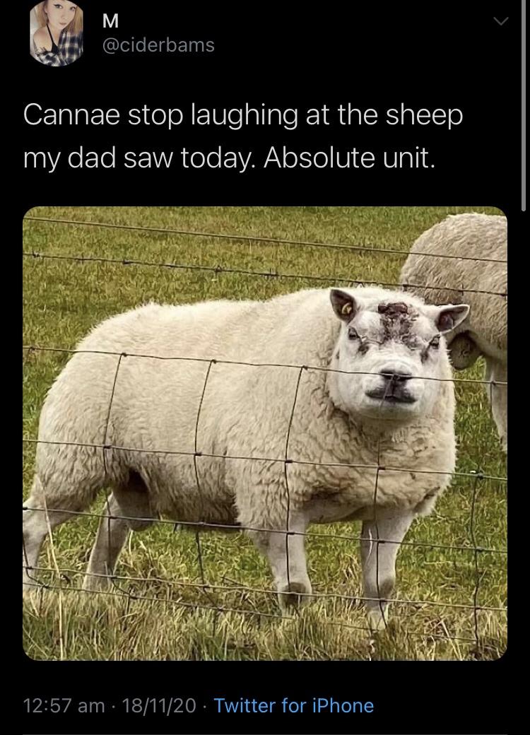 sheep - M Cannae stop laughing at the sheep my dad saw today. Absolute unit. Cv 181120 Twitter for iPhone