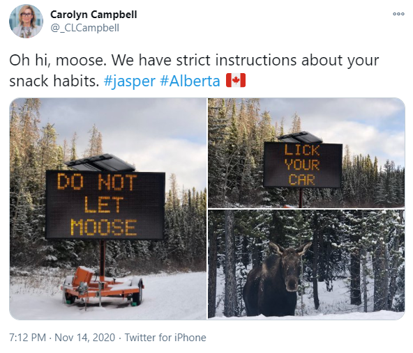 winter - Doo Carolyn Campbell Oh hi, moose. We have strict instructions about your snack habits. 14 Lick Your Car Do Not Let Moose Twitter for iPhone