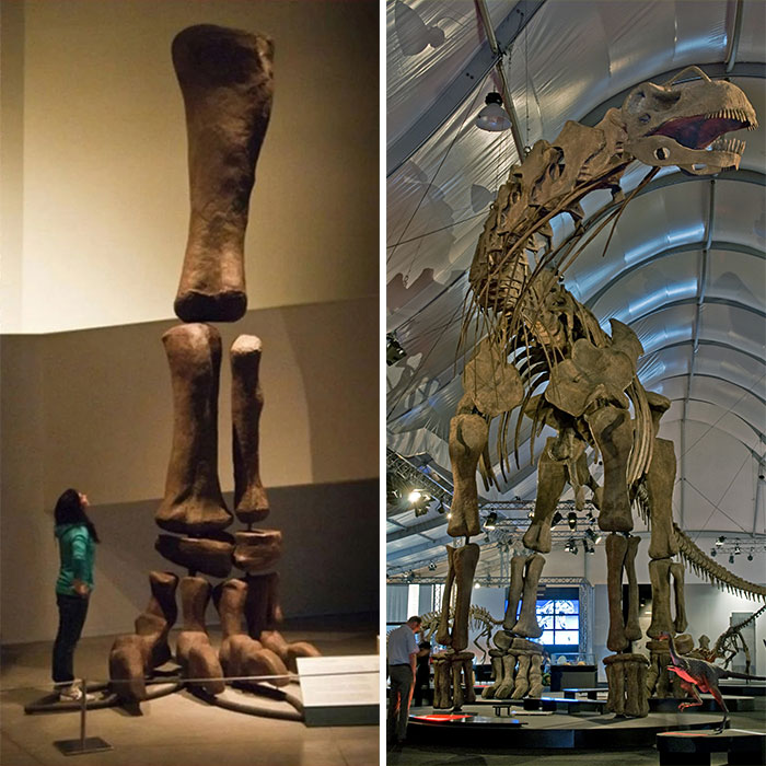 argentinosaurus leg - Te
