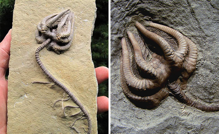 animal fossil found in us