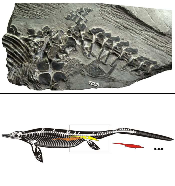 ichthyosaur giving birth fossil - Wars