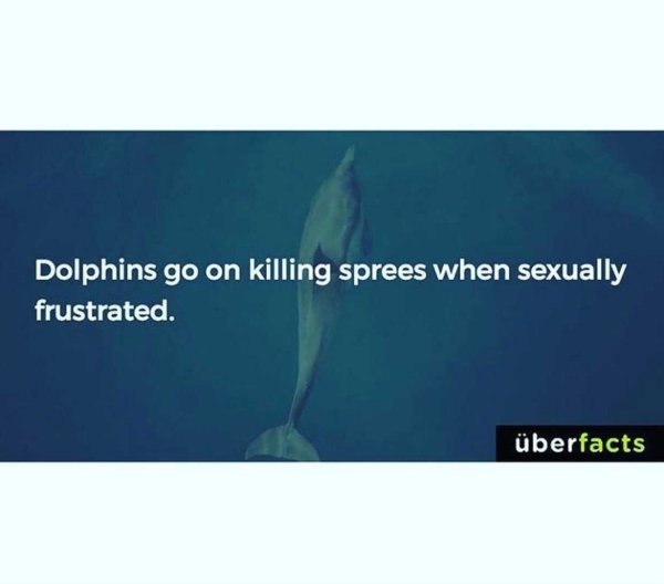 dolphin - Dolphins go on killing sprees when sexually frustrated. berfacts
