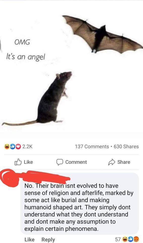 rat bat angel meme - Omg It's an angel Do 137 630 0 Comment No. Their brain isnt evolved to have sense of religion and afterlife, marked by some act burial and making humanoid shaped art. They simply dont understand what they dont understand and dont make