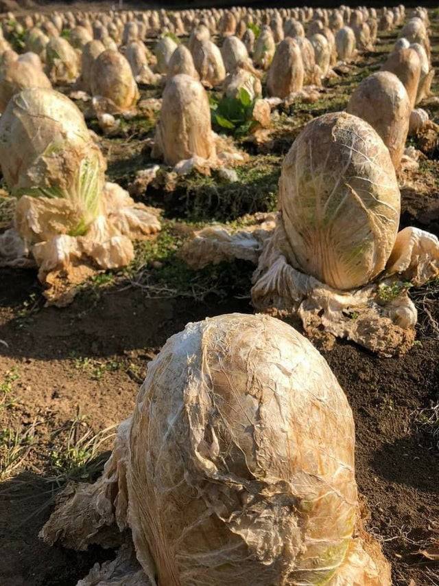 cabbage field in japan alien