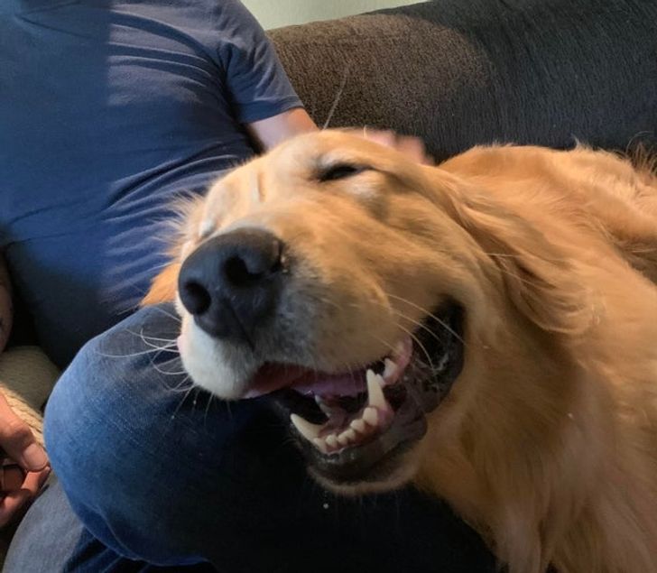 “Randle’s uncle came for the day and I think it’s safe to say he is very happy to see him! My pupper is smiling like crazy!”