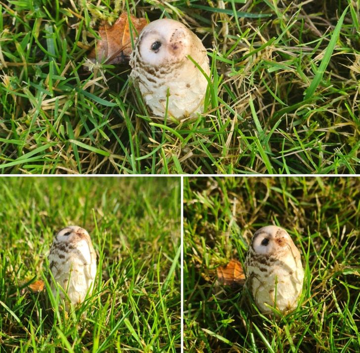 “I found a mushroom that looks like a little owl.”