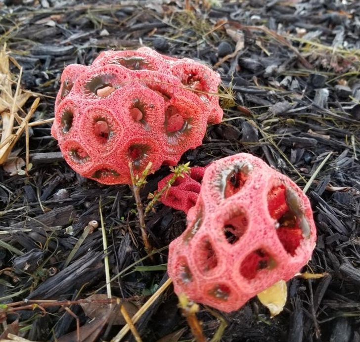 “These funky looking mushrooms I saw this morning”